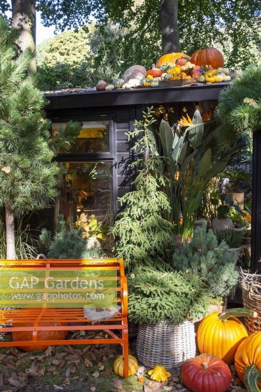 Autumn themed display with different sizes of pumpkins, squashes - an orange metal bench seat outside a wooden cabin - RHS Chelsea flower Show September 2021 London