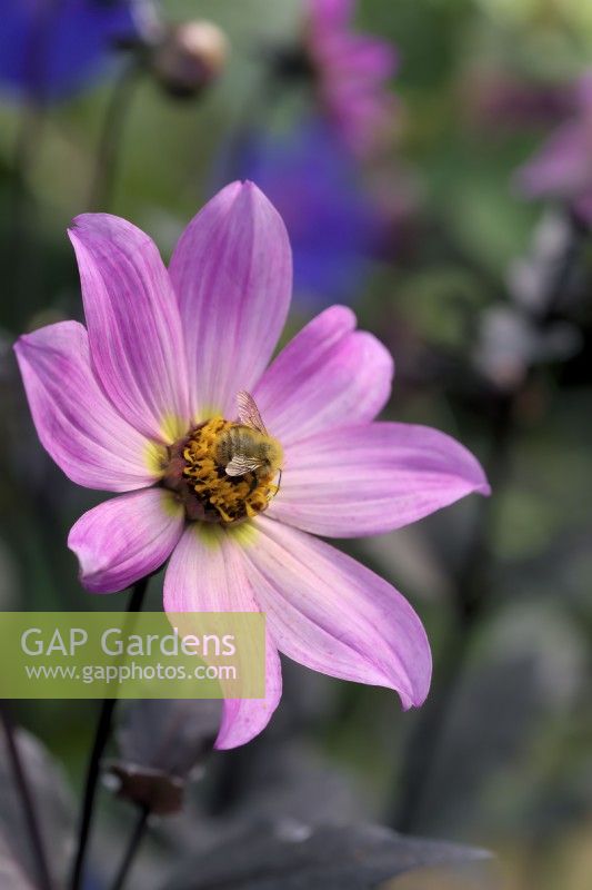 Dahlia Perfect Partner with Bombus pascuorum - common carder bee