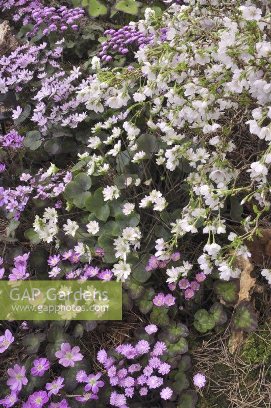 Hepatica japonica forma magna and a blooming branch of Prunus incisa 'Kojou-no-mai' on early spring border in woodland garden. April