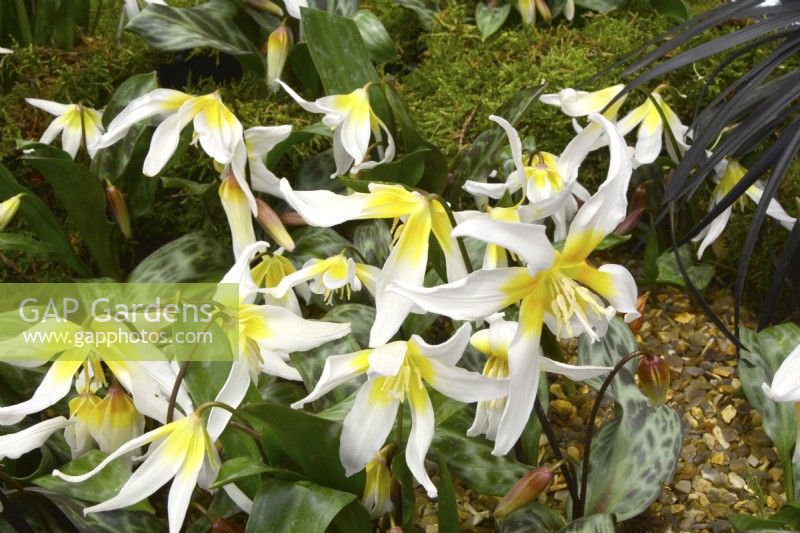 Early blooming Erythronium multiscapideum Cliftonii Group. February