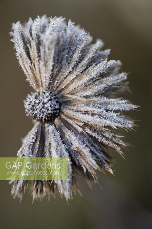 Frosted Echinops ritro - small globe thistle dried seedhead in winter