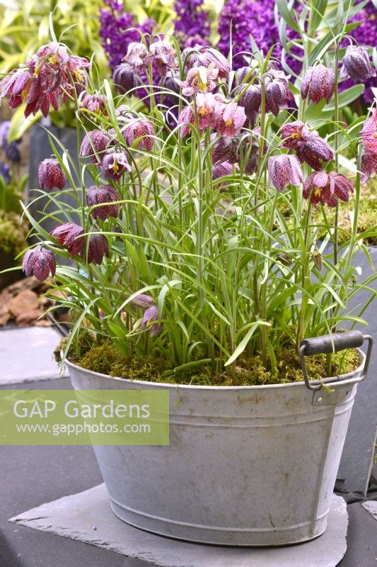 Fritillaria meleagris in an old metal container with moss.  April