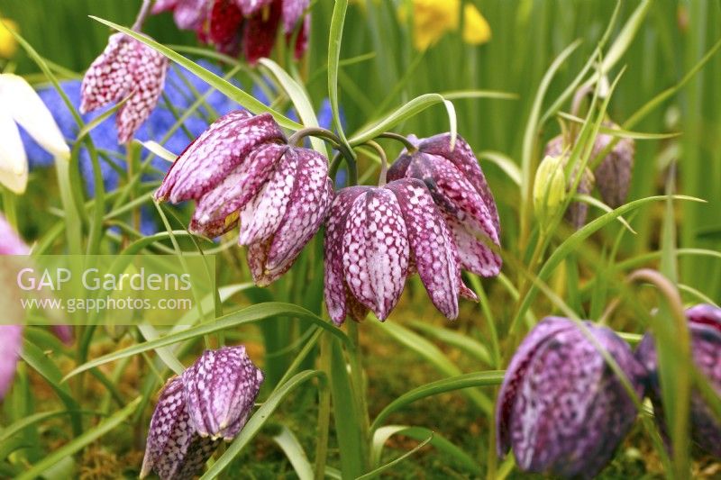 The meadow with Fritillaria meleagris. April