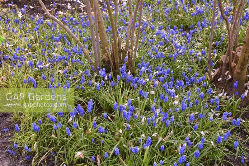 Drifts of Muscari botryoides covering ground between deciduous shrubs. April 