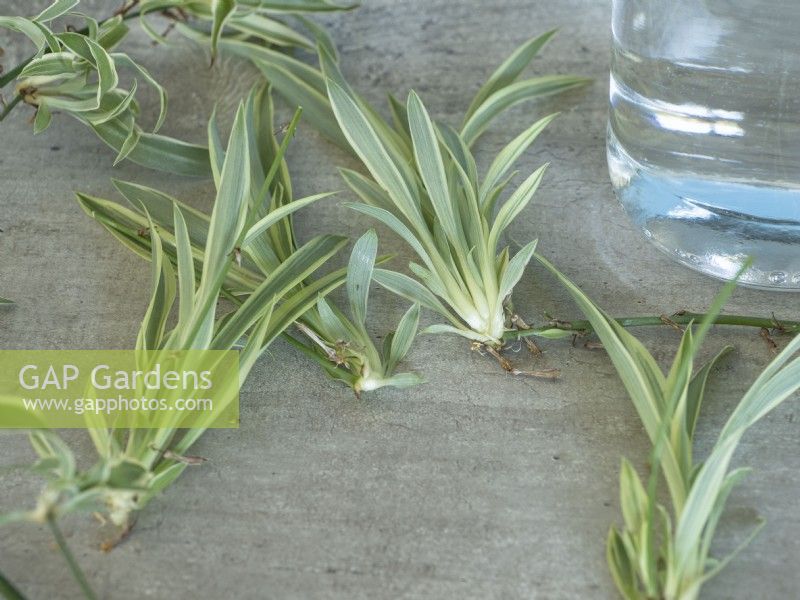 Chlorophytum Variegatum propagation - plantlets ready to put in water