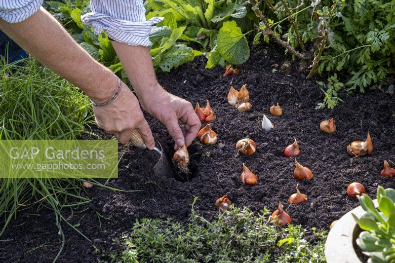 Planting out last years saved tulip bulbs with a trowel