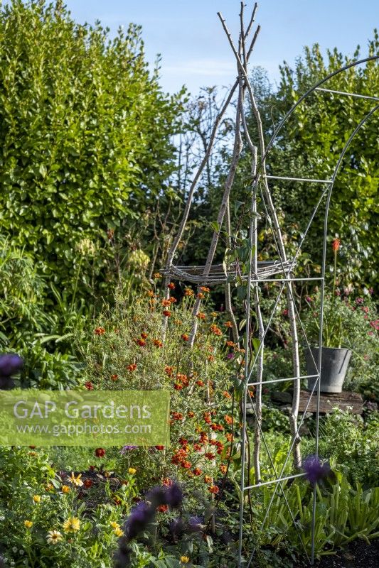 Hazel wigwam plant support underplanted with Tagetes 'Cinnabar' in a cottage garden