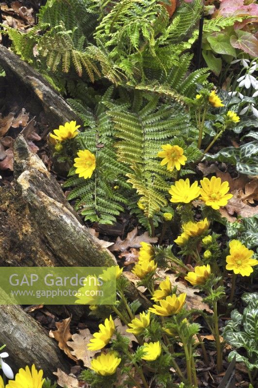 Early spring woodland border with Dryopteris wallichiana, Adonis amurensis . March