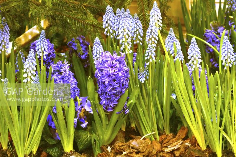 Blue early spring border with blooming Hyacinthus orientalis and Muscari armeniacum. April