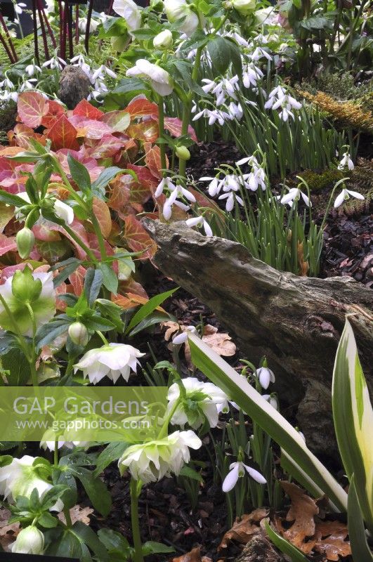 Early spring woodland border with Galanthus 'Silverwells', Epimedium perralchicum Frohnleiten, Helleborus . March