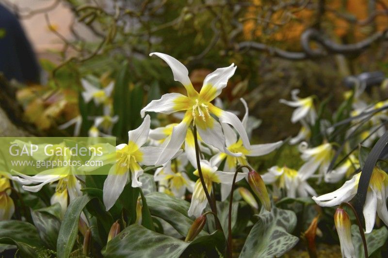 Early flowering Erythronium multiscapideum Cliftonii Group. February