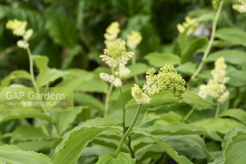 Maianthemum racemosum syn Smilacina racemosa - false spikenard