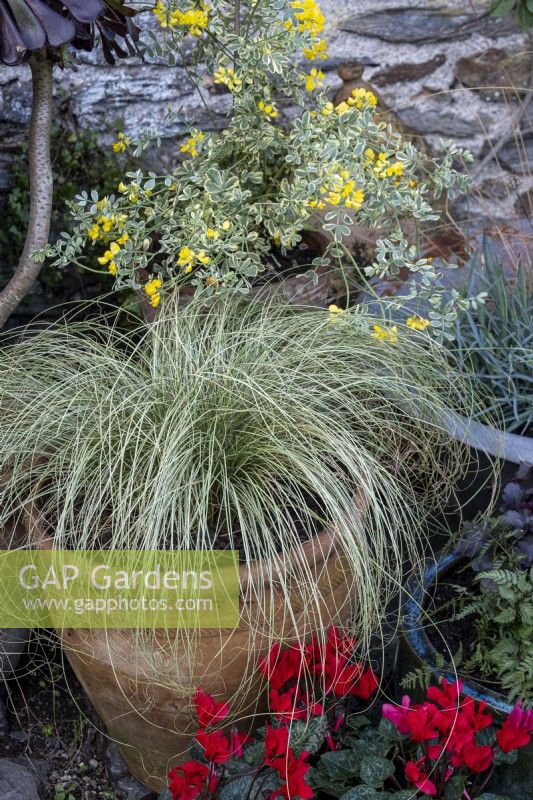 Autumn containers, with Carex comans 'Frosted Curls', and red cyclamen, Coronilla glauca 'Variegata' in background