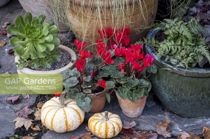 Autumn containers, with Carex comans 'Frosted Curls', red cyclamen, and ornamental squashes