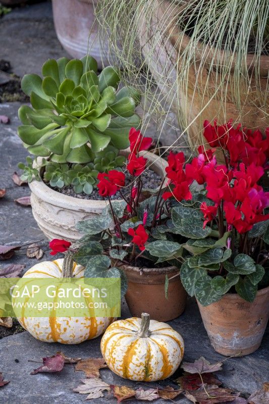 Autumn containers in a cottage garden, with Carex comans 'Frosted Curls', red cyclamen, and ornamental squashes