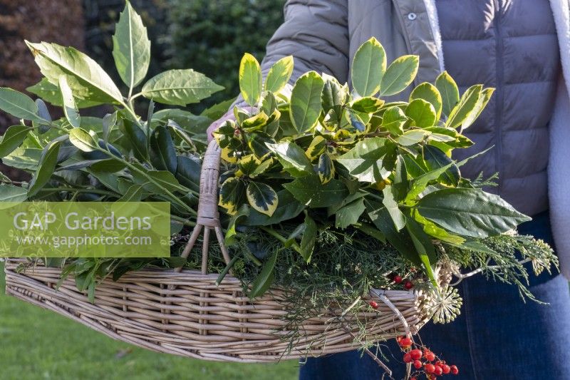 Collecting foliage in winter for a christmas wreath