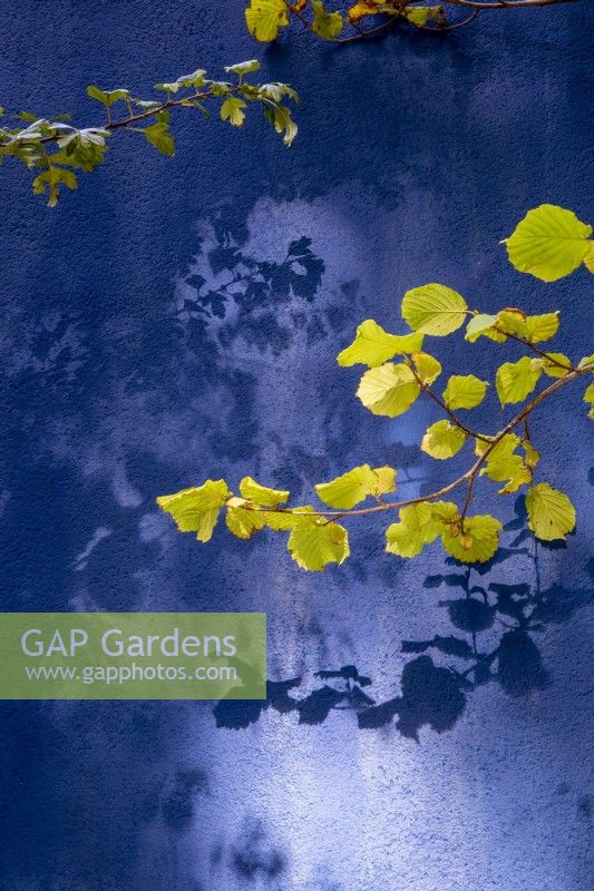 Corylus avellana - Hazel branch and a Crataegus monogyna against a blue painted rendered garden wall