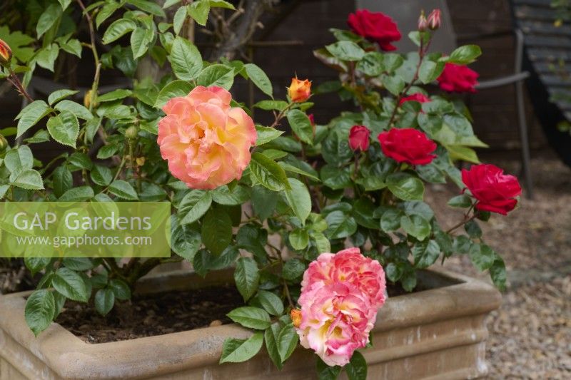 Rosa 'Precious Amber' with Rosa 'Precious Ruby' growing in a terracotta trough