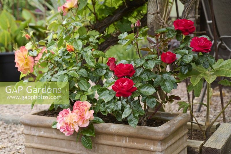 Rosa 'Precious Ruby' and Rosa 'Precious Amber' growing in a terracotta trough