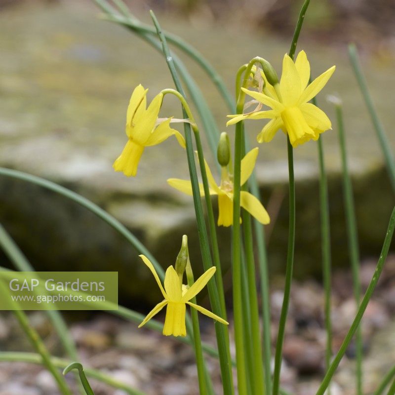Narcissus jonquilla var. henriquesii