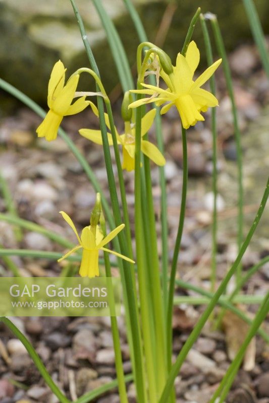 Narcissus jonquilla var. henriquesii