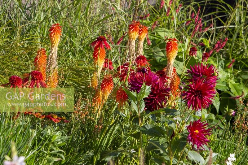Late summer mixed perennial planting of Echinacea 'Eccentric', Dahlia 'Black Narcissus' and Kniphofia 'Papaya Popsicle' growing amongst ornamental grasses 