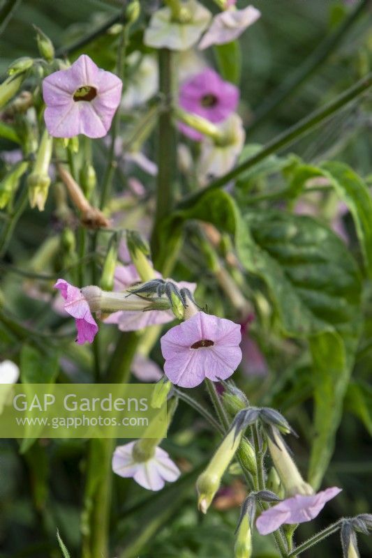 Nicotiana mutabilis - colour-changing tobacco plant - August