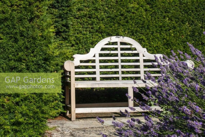 A wooden bench against a Taxus baccata hedge with lavender in front at Bourton House Garden, Gloucestershire