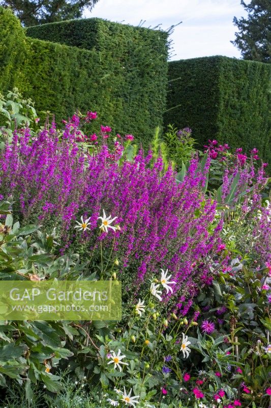 Pink lythrum in the West Lawn Border backed by a clipped Taxus baccata hedge at Bourton House Garden, Gloucestershire.