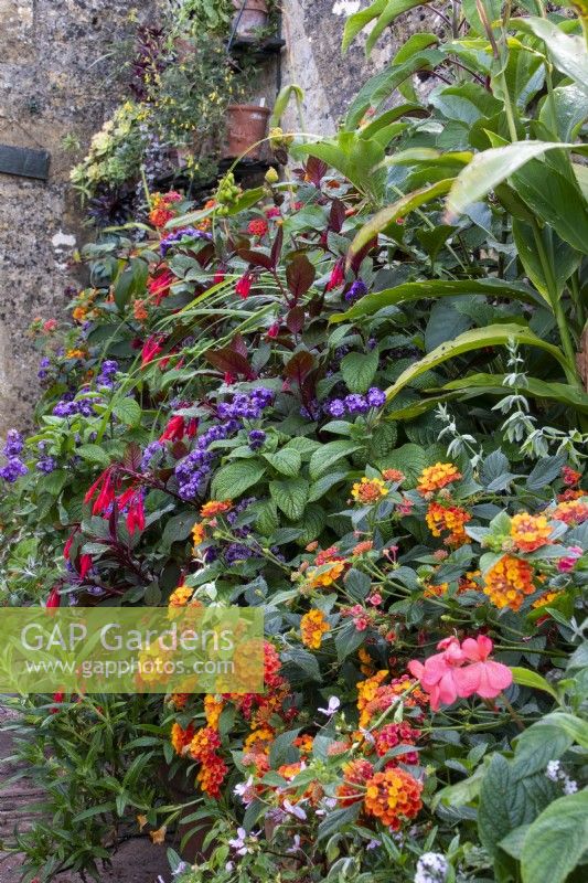 Lantana, pelargoniums and Fuchsia 'Thalia' form part of a display of container grown plants at Bourton House Garden, Gloucestershire