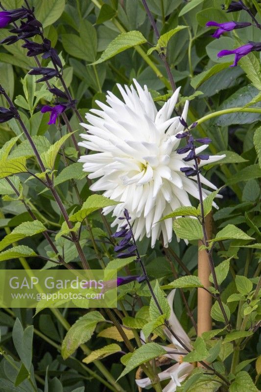 A white and purple combination with Dahlia 'Tutu' and Salvia 'Amistad'.
