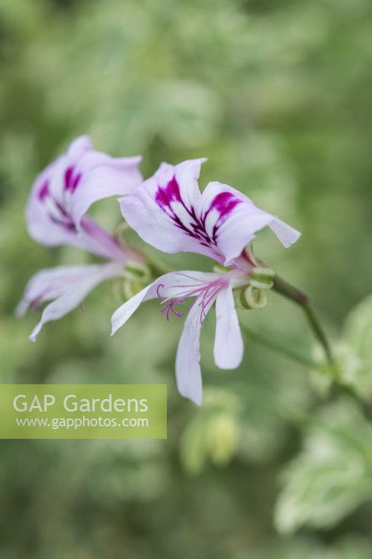 Pelargonium 'Galway Star', a scented-leaved pelargonium having pale pink flowers with darker feathering, and variegated, lemon-scented foliage.