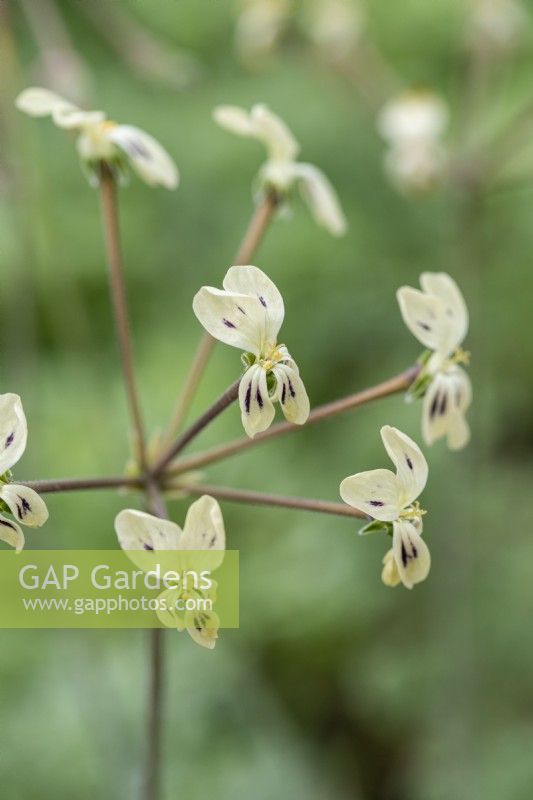 Pelargonium triste, a night scented species pelargonium with long stems bearing tiny cream flowers with dark markings