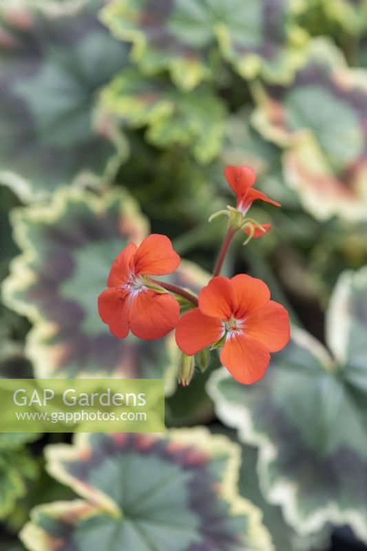 Pelargonium 'Skies of Italy', a coloured-leaved pelargonium with small bright orange flowers above green and brown marked leaves, edged in gold.