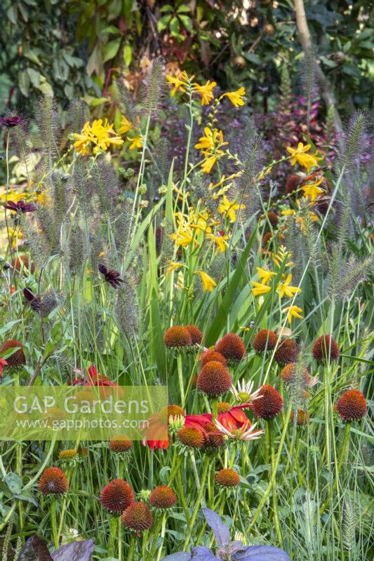 Flower border with mixed planting of Echinacea 'Salsa Red', Crocosmia 'George Davison' and ornamental grass Pennisetum alopecuroides 