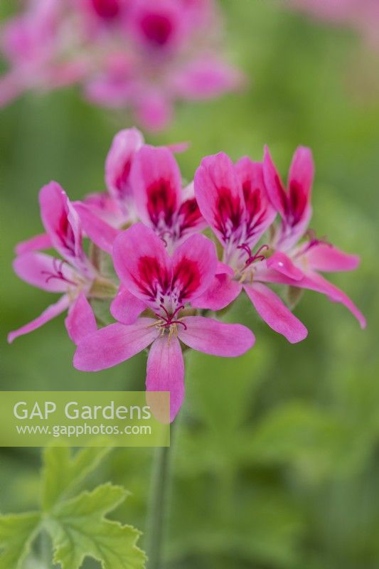 Pelargonium 'Capri', a scented-leaved pelargonium with pretty pink flowers and foliage with a pungent scent.