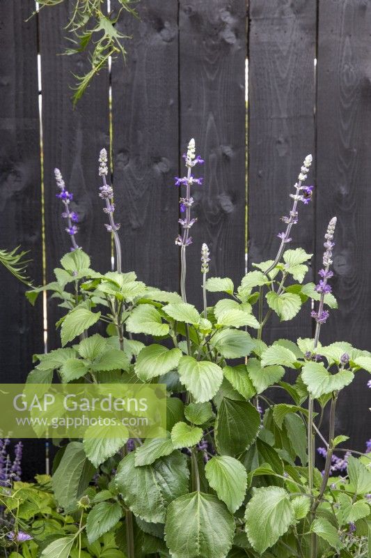Salvia growing against a black painted wooden fence
