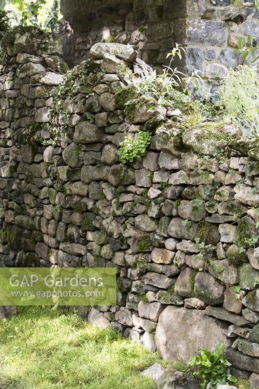 A mossy drystone garden wall with Cymbalaria muralison and ivy growing out of it 