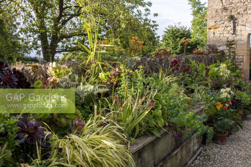 A wooden raised bed with succulents, annuals and perennials at the entrance to Bourton House Garden, Gloucestershire.