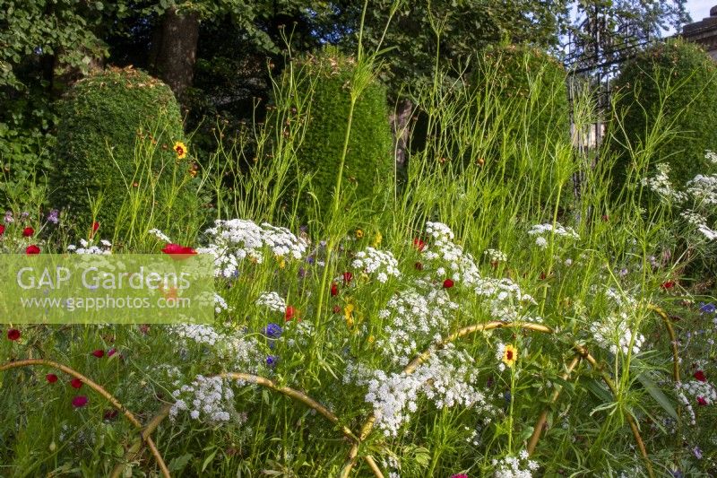 An annual wild flower meadow with Ammi majus, Papaver rhoeas, and Centaurea cyanus with clipped Taxus baccata behind at Bourton House, Gloucestershire.
