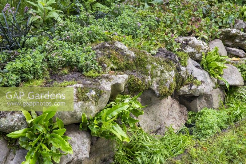 Rustic mossy low drystone retaining wall with Asplenium scolopendrium growing out of it
