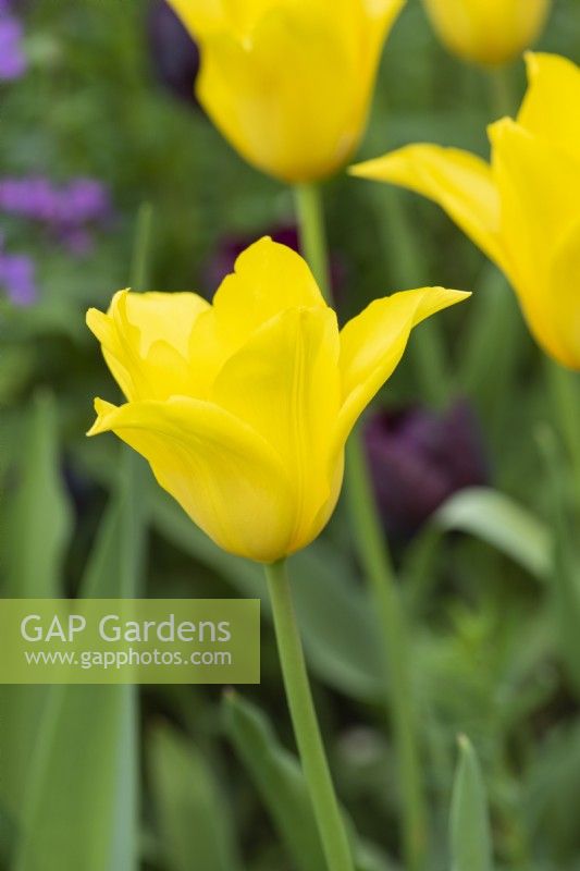 Tulipa 'West Point', bulb, an elegant, rich yellow, lily-flowered tulip that flowers in spring. An heirloom tulip dating back to 1915, it has distinctive, slightly twisted, pointed petals.