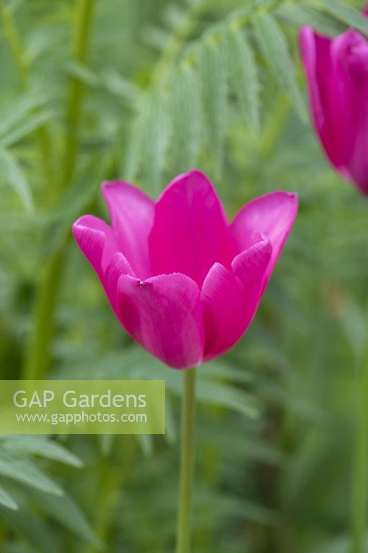 Tulipa 'Don Quichotte', a Triumph tulip with vibrant pink flowers that appear late in the season.