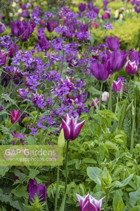 A pink and purple blend of honesty and tulips: 'Ballade', 'Burgundy' and 'Pink Star'.
