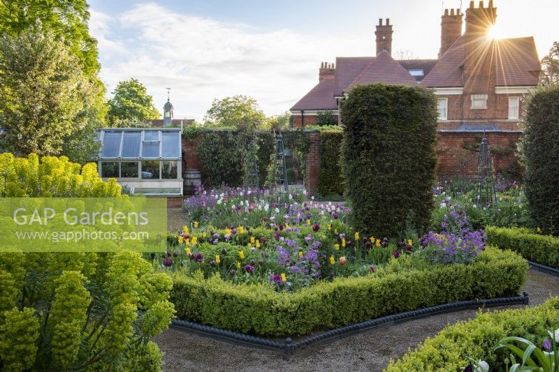 Daybreak in a Victorian walled garden. Set around a central arbour, a formal parterre is composed of box edged beds planted with tulips, honesty, euphorbia and a sea of leafy perennials. Yew columns add permanence.