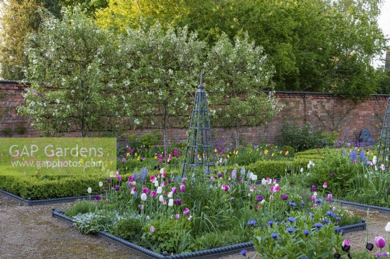 The far box edged bed is planted with a line of pleached 'Evereste' crab apples, above tulips, euphorbia and honesty. The near square bed has a central obelisk for herbaceous clematis, surrounded by tulips, camassias and centaureas.