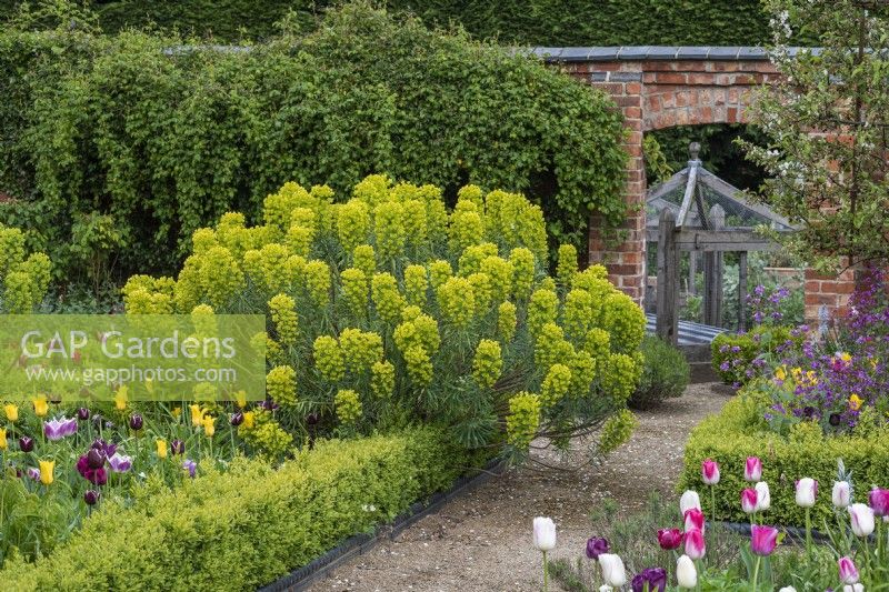 A path edged in box edged beds of tulips and honesty, and a large clump of Euphorbia characias subsp. wulfenii, Mediterranean spurge, leads through a doorway into the kitchen garden.
