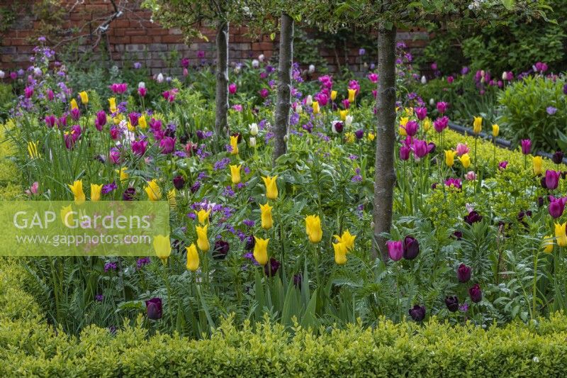 Pleached crab apples underplanted with pink honesty and tulips: pink 'Esther' and 'Holland Chic', dusky 'Queen of the Night' and yellow 'West Point.'