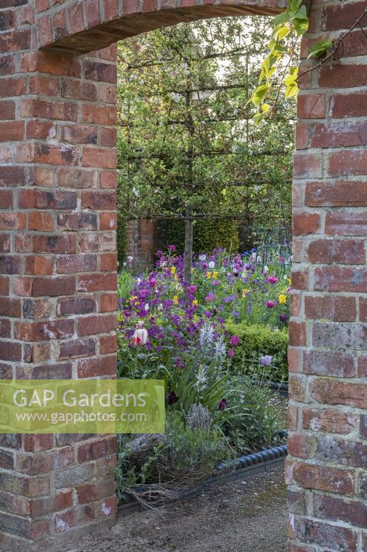 A doorway frames a view of the pleached crab apple trees and beds of tulips, camassias and honesty.