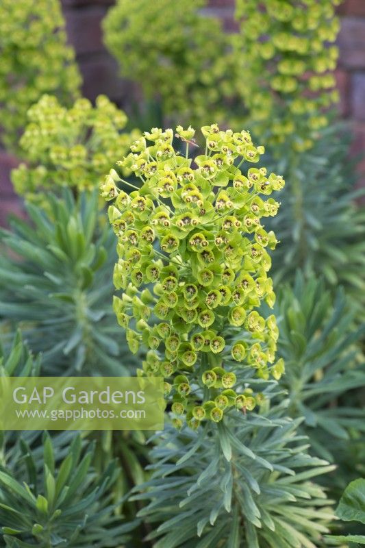 Euphorbia characias subsp. wulfenii, Mediterranean spurge, a spreading sub shrub that in spring bears large, rounded heads of golden green flowers